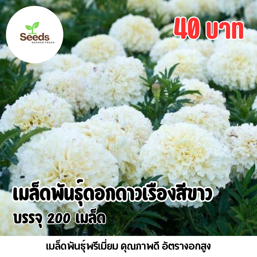 เมล็ดพันธุ์ดอกดาวเรืองสีขาว บรรจุ 300 เมล็ด/ซอง