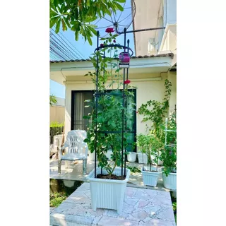🌹 ซุ้มไม้เลื้อย กุหลาบ 4 ขนาด 🌿 โครงเหล็กดัด เคลือบ PE กันสนิม ใช้ในกระถางได้ ซุ้มปลูกไม้เลื้อย ระแนงตกแต่งสวน