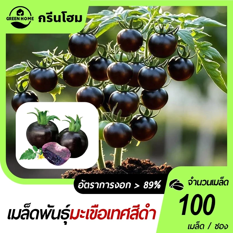 มะเขือเทศเชอรี่ สีดำ🎯100 ชิ้น เมล็ดพันธุ์มะเขือเทศเชอรี่ สีดำ 🎈งอกง่าย🌱โตไว☘️ลูดดก🌱สวย แปลก