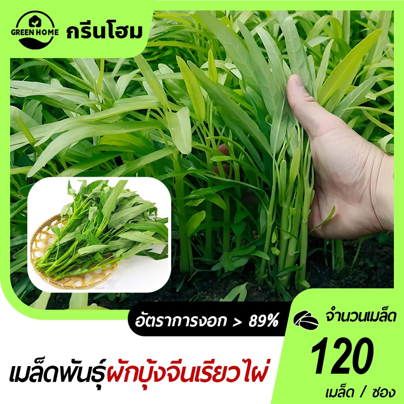 ผักบุ้งจีนเรียวไผ่ 120 เมล็ด เมล็ดผักบุ้งจีน ปลูกง่าย ขึ้นไว รสชาติอร่อย