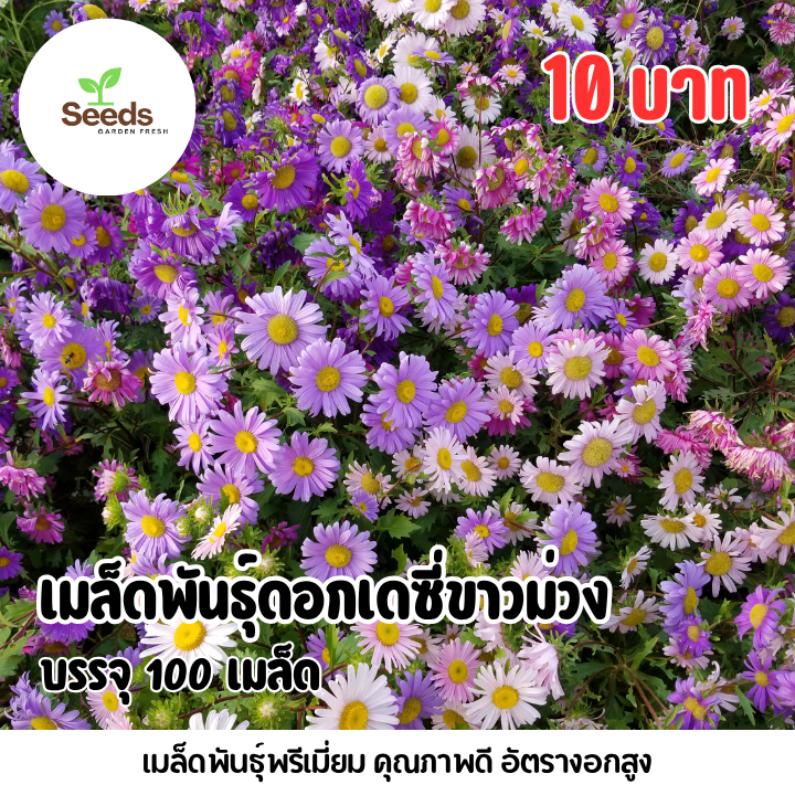 เมล็ดดอกเดซี่ ขาว ม่วง บรรจุ 100 เมล็ด