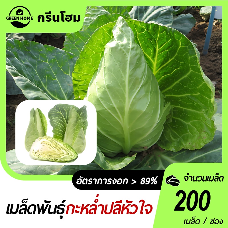 กะหล่ำปลีหัวใจ​ กะหล่ำปลีหัวใจ 200 เมล็ด งอกง่าย โตไว หัวใหญ่ กินอร่อย