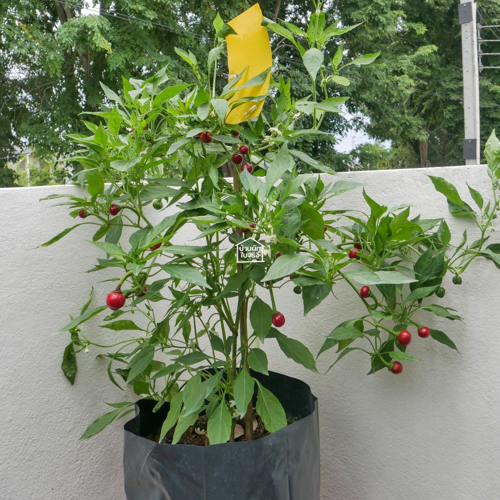 Cherry pepper เมล็ดพันธุ์พริกเชอรี่ 20เมล็ด รูปที่ 4