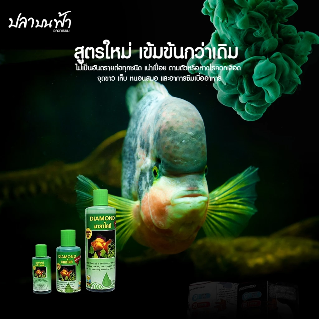 Diamond มาลาไคท์ จัดการน้ำในตู้ปลาเมื่อเปลี่ยนน้ำใหม่ เคลื่อนย้ายปลา thumbnail 3