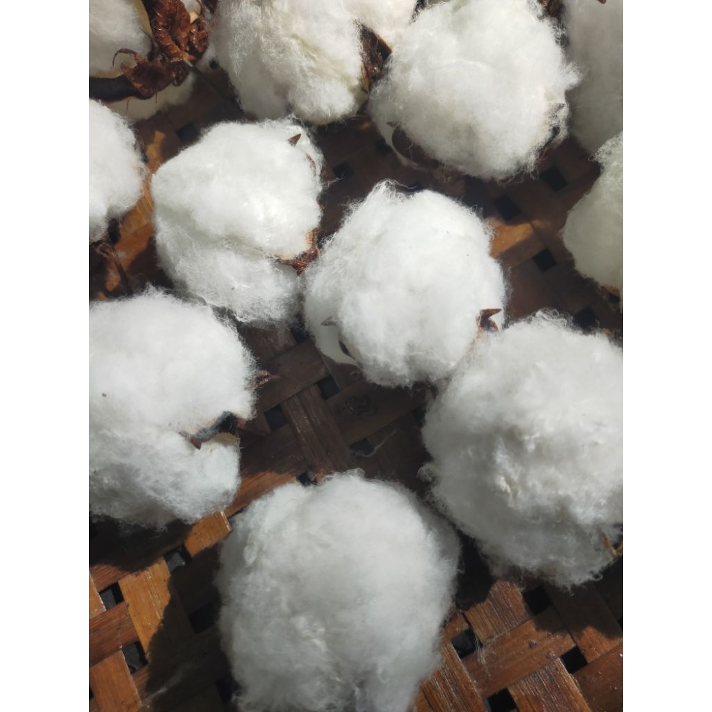 ดอกฝ้ายราคาส่งยกโหล ตัวดอกจริง(12ดอกไม่มีก้าน)สีธรรมชาติพร รูปที่ 2
