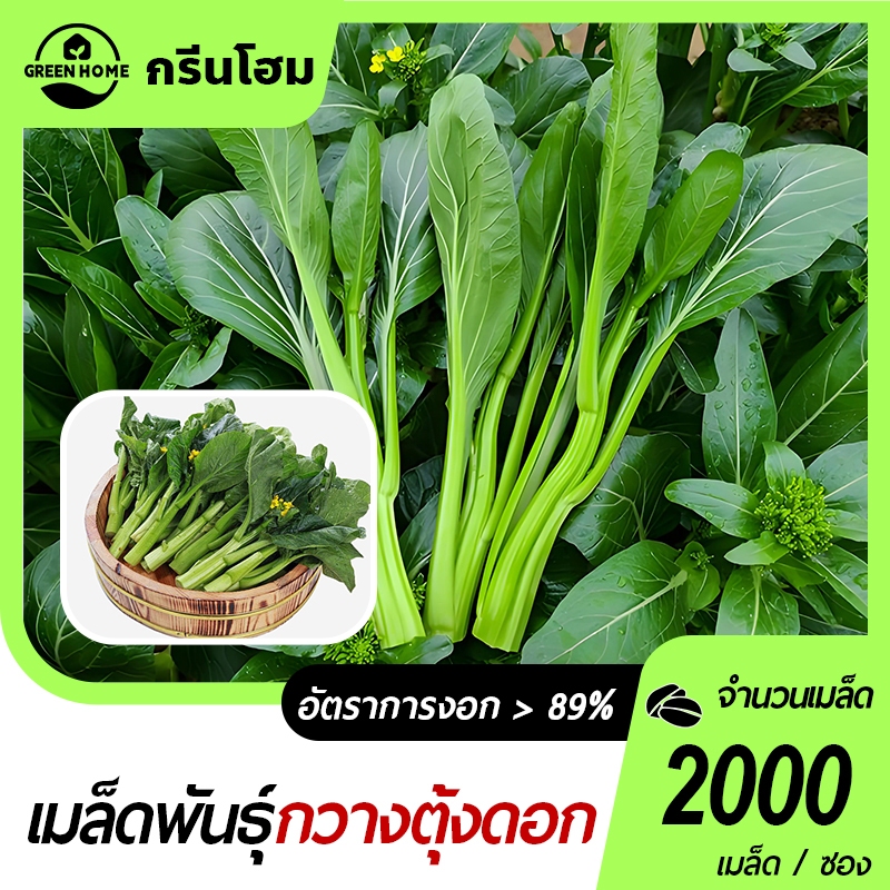 2000 เมล็ด เมล็ดพันธุ์กวางตุ้งดอก กวางตุ้งดอก พันธุ์ต้นอวบ เมล็ดพันธุ์แท้ ปลูกง่าย ทานอร่อย