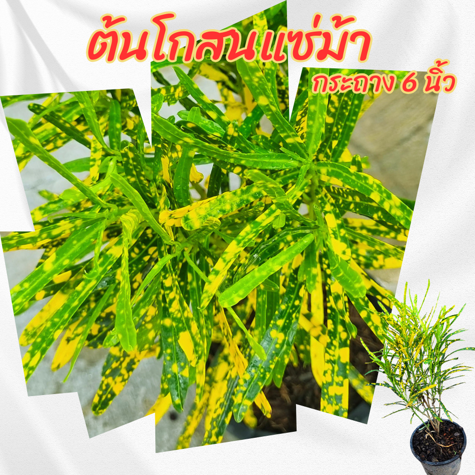 ต้นโกสนแซ่ม้า กระถาง 6 นิ้ว(ส่งพร้อมกระถาง)