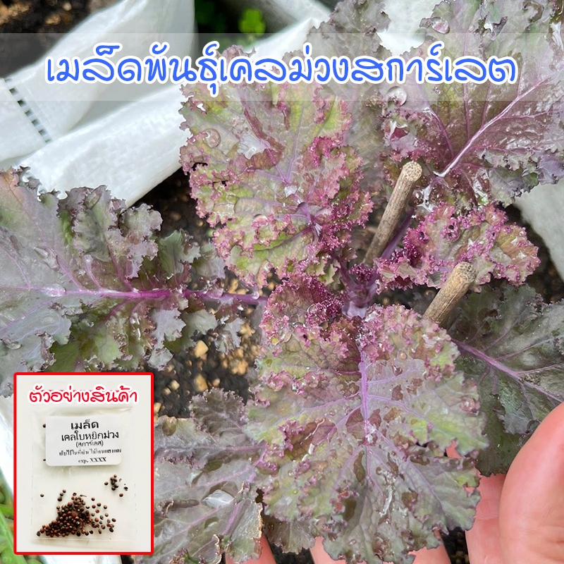 เมล็ดเคลใบหยิกสีม่วง ปลูกง่าย อัตรางอกดี โตไว สวนครัวก็ปลูกได้ (ซื้อ 10 แถม 1 คละได้)