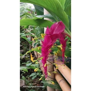หัวพันธุ์ ดอกเข้าพรรษา สีชมพู 5 เหง้า