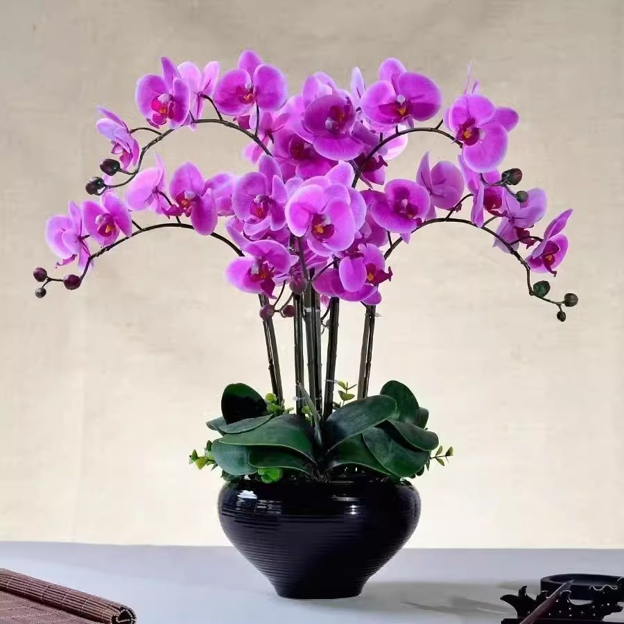 ปลูกง่าย 50 เมล็ด เมล็ดพันธุ์ ฟาแลนนอปซิส บอนสี บรรจุ คละสี Phalaenopsis Orchid Plant Flower Seeds