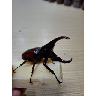 กว่างชนไทย สัตว์เลี้ยงขนาดเล็ก