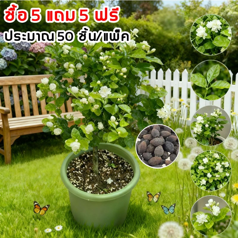 เมล็ดพันธุ์ดอกมะลิที่ปลูกได้ง่าย เมล็ดพันธุ์ดอก 50 เมล็ดต่อถุง เมล็ดงอกเร็ว ปลูกกระถางสวน ดอกไม้ กลิ่นหอมสดชื่น