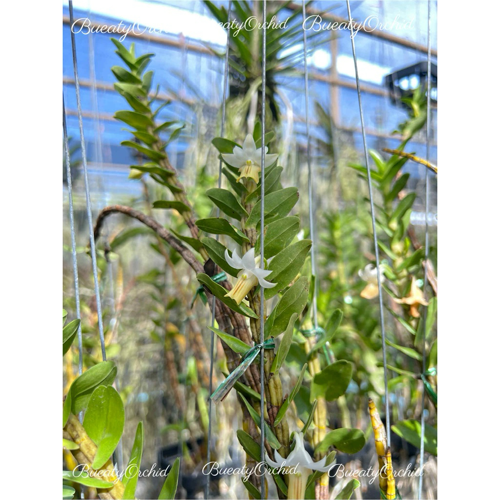 กล้วยไม้ป่า เอื้องทอง Den. ellipsophyllum Tang & Wang