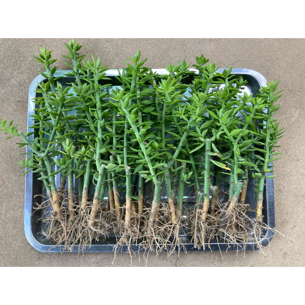 🌱กิ่งพันธุ์เปเรสเกีย(มีรากแตกยอดแล้ว)