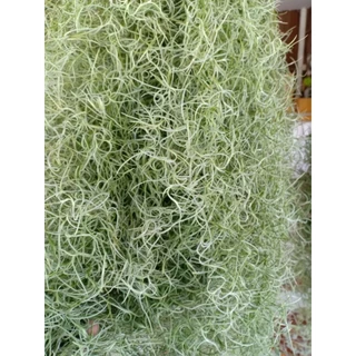 เคราฤาษี พันธุ์เทาแบบมัดกิโล ความยาว 80 - 95 เซน มีพร้อมส่ง
