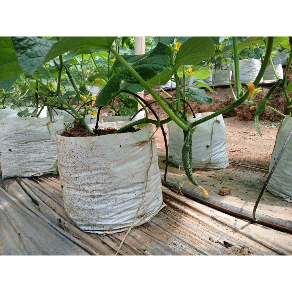 แตงกวาญี่ปุ่นเมืองอิบารากิกิโลกรัมละ45บาทคัดพิเศษเกรดส่งห้างAAA