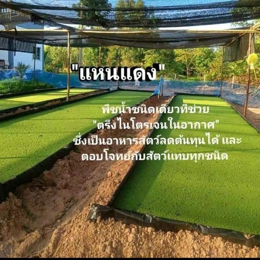 💚แหนแดง 1 กิโล แถมฟรี☘️ ชุดจอกประดับอ่าง 1 เซต - รูปที่ 2