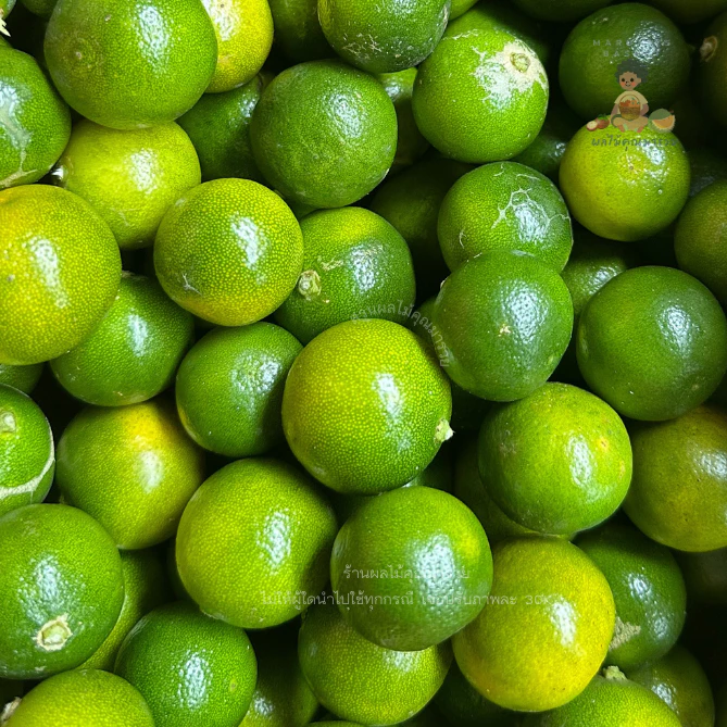 มะปี๊ด (ส้มจี๊ด) 1 kg (calamansi) I ส่งตรงจากจันทบุรี