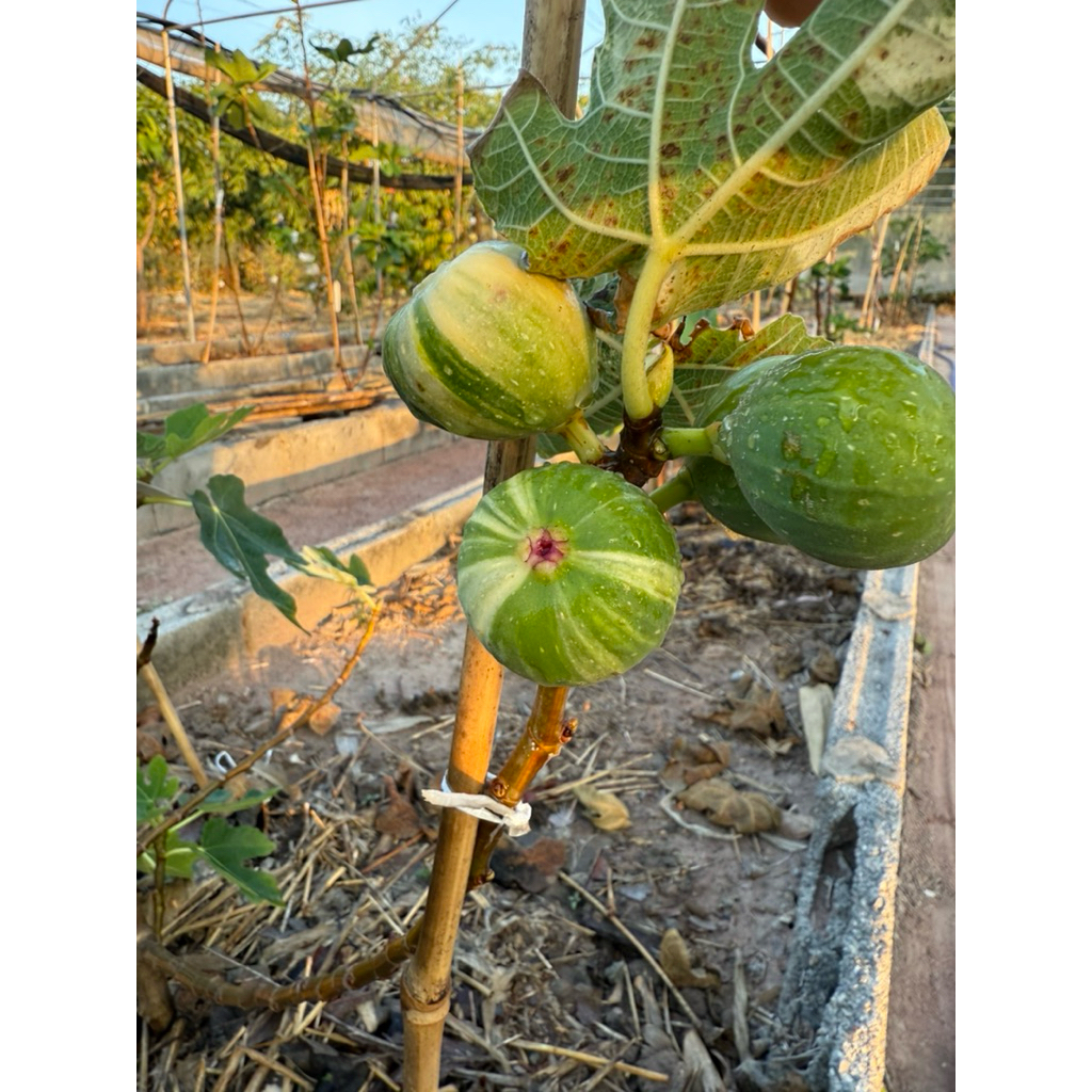 กิ่งสด มะเดื่อฝรั่ง (สำหรับปักชำ-ติดตา-เสียบยอด) รวมสายพันธุ์ เลือกซื้อใน “ตัวเลือกสินค้า” - รูปที่ 6