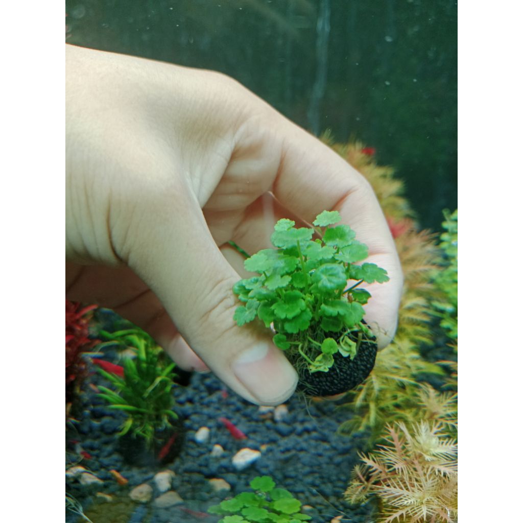 บัวบกแคะญี่ปุ่นพันก้อนวาบิ