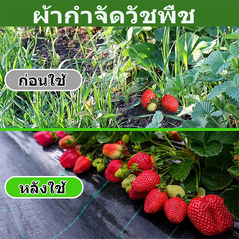 (หนาขึ้น) พลาสติกคลุมดิน ผ้าคลุมหญ้า พลาสติกคลุมวัชพืช กำจัดวัชพืช ผ้าคลุมวัชพืช พลาสติกเกรดส่งออก ผสมUV ฆ่าหญ้า 2×100 - รูปที่ 5