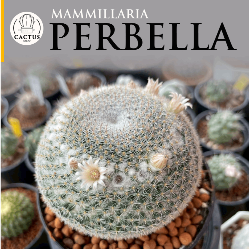 แมมนกฮูก Mammillaria Perbella ไม้เมล็ดกระถาง 3 - 4 นิ้ว