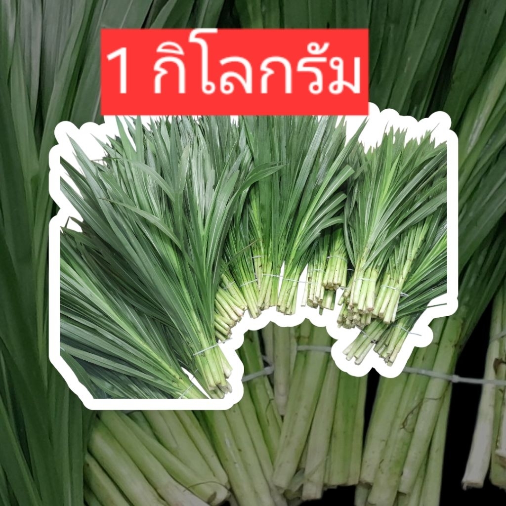 1 กิโลกรัม ยอดหญ้าหวานอิสราเอล เลี้ยงสัตว์ ตัดสดๆ ทุกวัน พร้อมส่ง