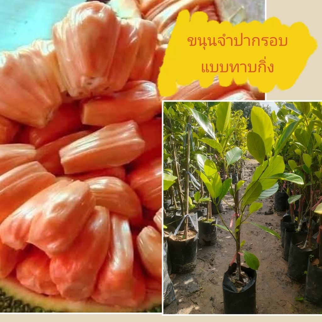 ขนุนจำปากรอบแบบทาบกิ่ง