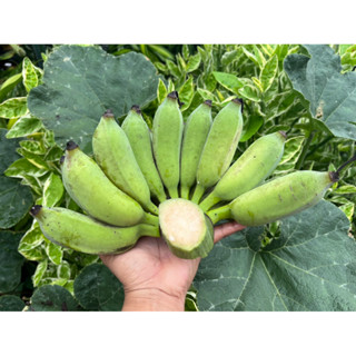 กล้วยน้ำวาจากอำเภอปากพนังนครศรีธรรมราช(แก่รอสุก)