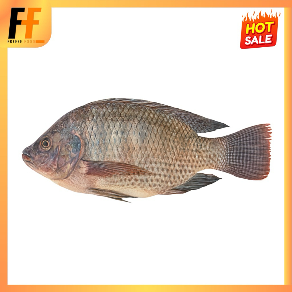 ปลานิล (ทั้งตัว) 700-900 กรัม | TILAPIA FISH