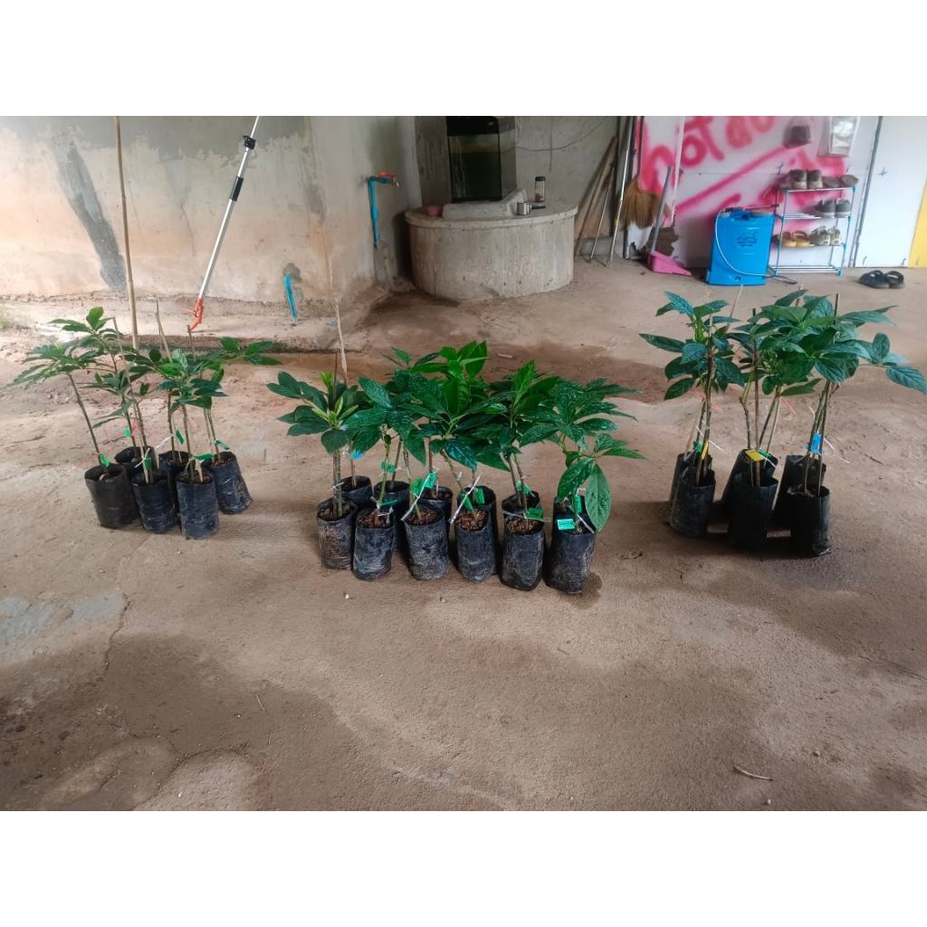 ต้นพันธุ์ อะโวคาโดเอ034   ถุงดำพร้อมปลูก 199  บาท อะโวคาโด A.034 เป็นอะโวคาโดลูกผสม ผลทรงเรียว