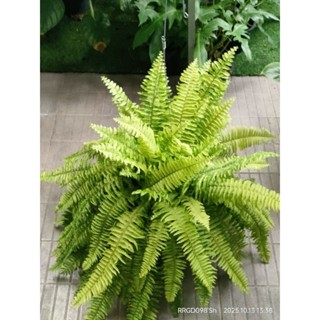 เฟิร์นลายหินอ่อน พร้อมลวดแขวนกระถาง 8,10 ,11นิ้ว สินค้ามีขนา…