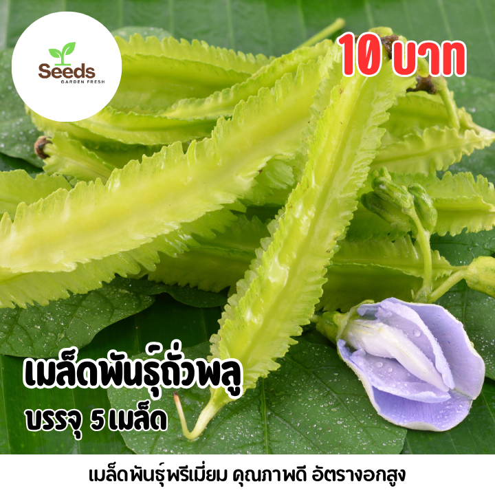 เมล็ดถั่วพลู บรรจุ 5 เมล็ด
