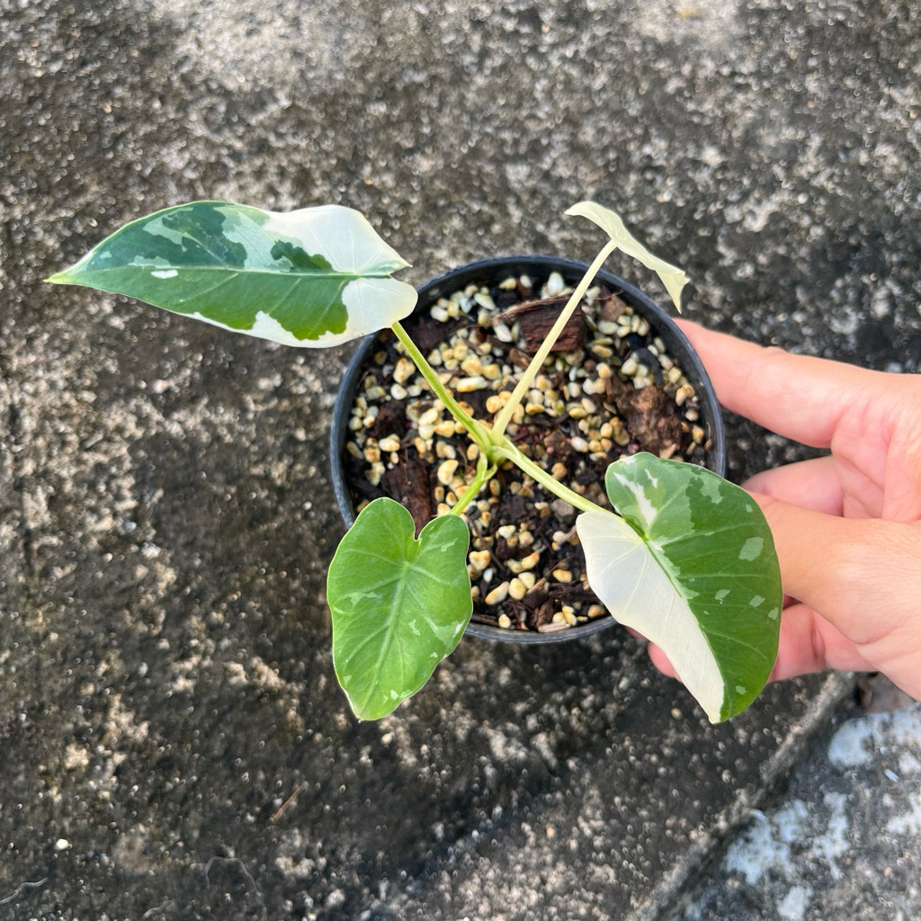 alocasia okinawa silver บอนโอกินาว่าซิลเวอร์ โอกินาว่า ต้นแม่นำเข้าจากญี่ปุ่น ต้นแข็งแรง