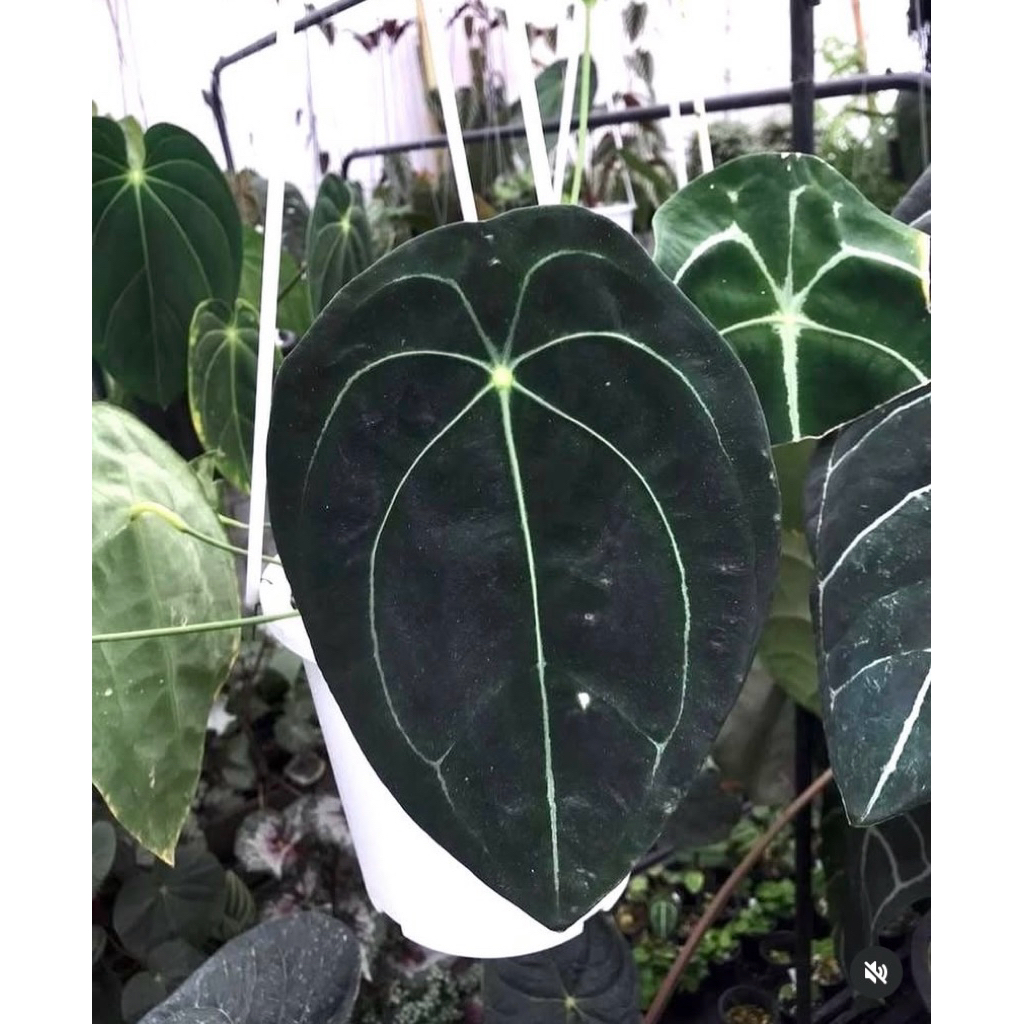 Anthurium forgetii darkform🔥ไม้หายาก🔥