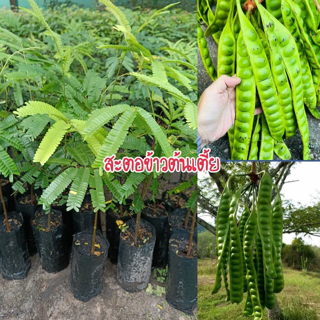 (ชุด 3 ต้น) ต้นสะตอข้าวต้นเตี้ย ฝักยาวเม็ดใหญ่ สามารถปลูกได้ทุกสภาพดิน