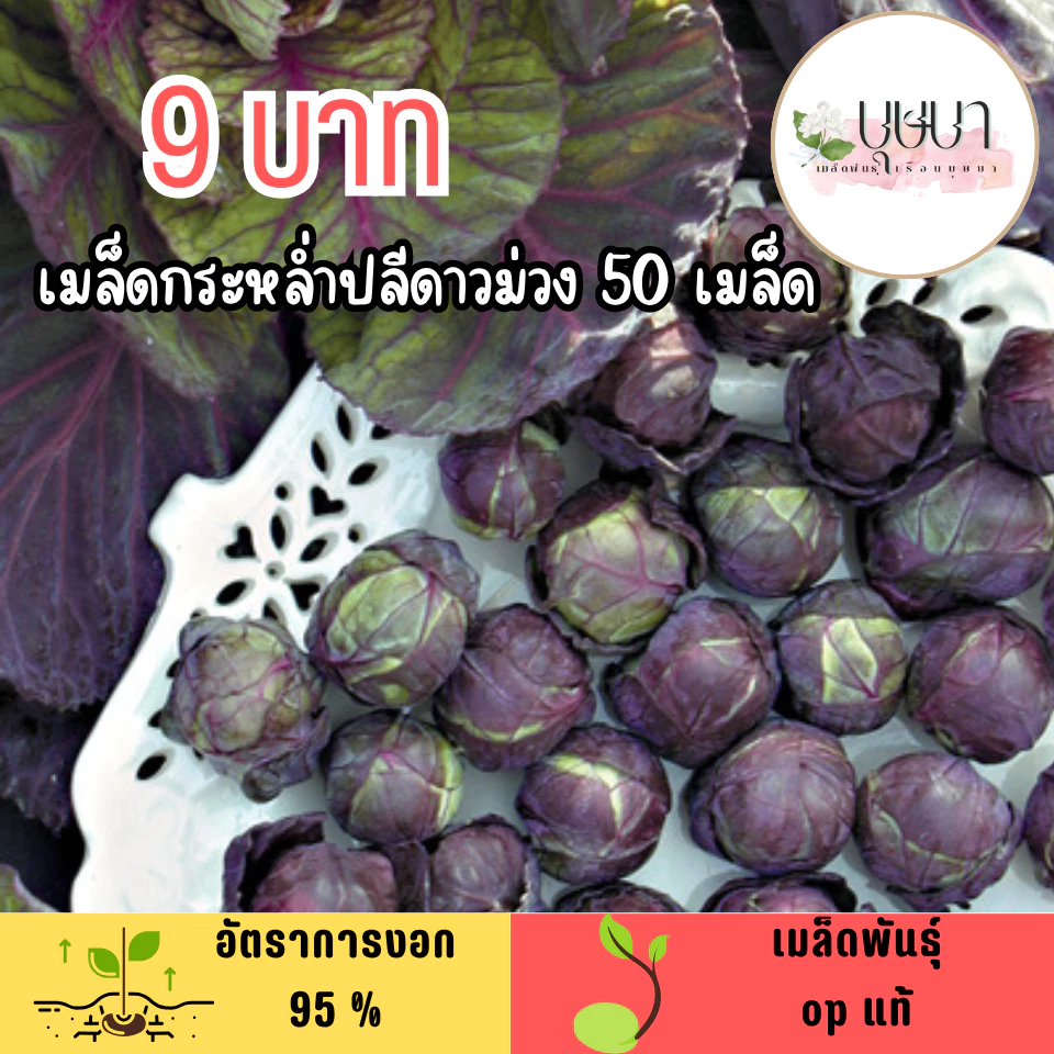 เมล็ดกระหล่ำปลีดาวม่วง 50เมล็ด