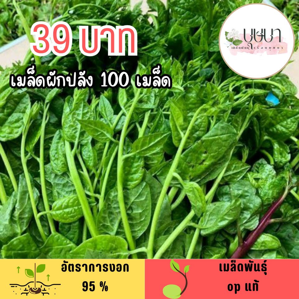 เมล็ดผักปลัง 100 เมล็ด 39บาท