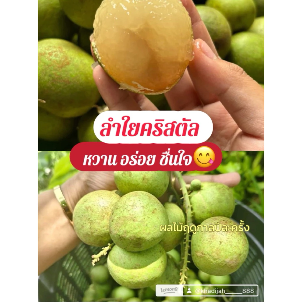 ลำใยคริสตัล อร่อยๆ พร้อมส่ง ฤดูปีละครั้งเท่านั้น‼️