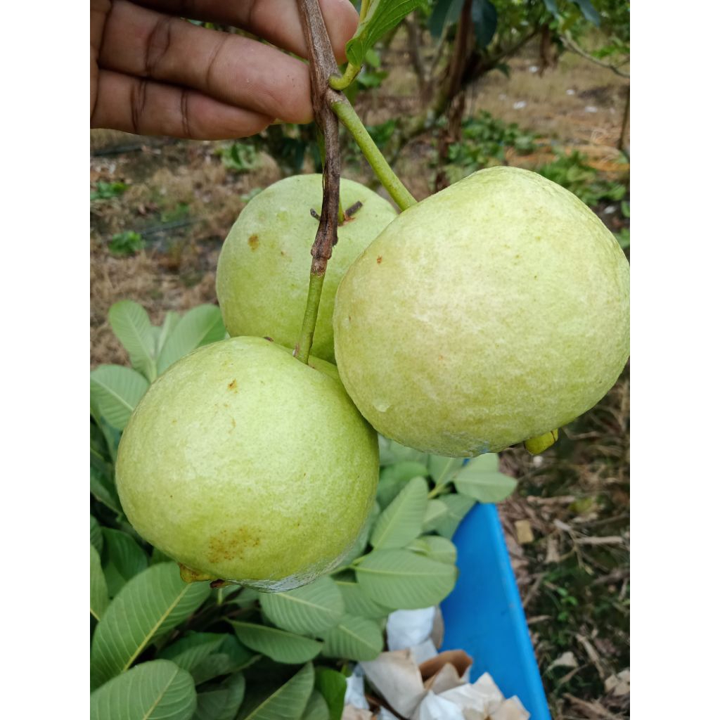 ฝรั่งไส้แดงหงส์จ้วนสือต้นเสียบยอดสูง40-60เซ็นต้นเสียบยอดสายพันธุ์แท้100% - รูปที่ 7