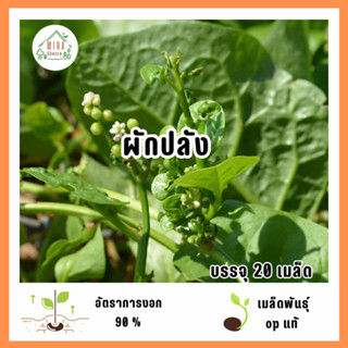 เมล็ดพันธุ์ผักปลัง 20 เมล็ด