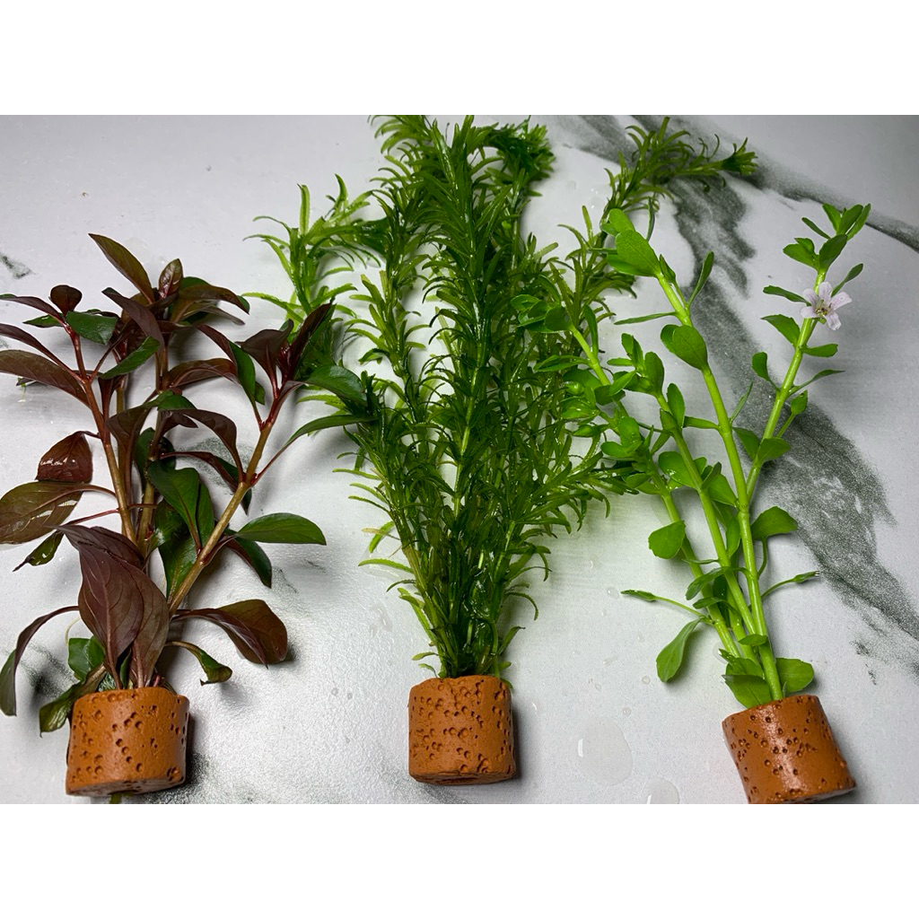 ลัดวิเจียแดง สาหร่ายหางกระรอก เดป ใส่เซรามิคลิง 3อัน