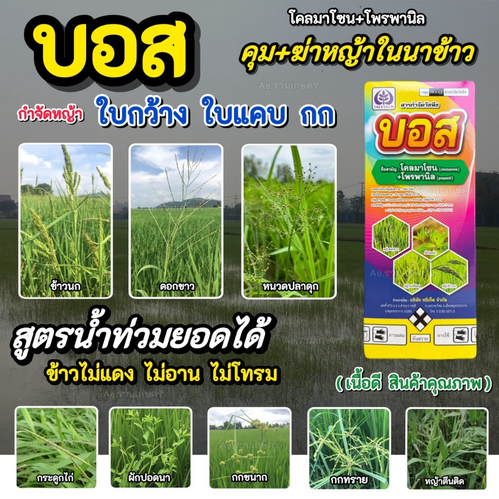 โคลมาโซน + โพรพานิล บอส (ข้าวไม่แดง ไม่อาน จี้ได้ น้ำยอดได้) ยาฆ่าหญ้าในนาข้าว ข้าว 7-20วัน ยาคุม-ฆ่า ในนาข้าว 1 ลิตร