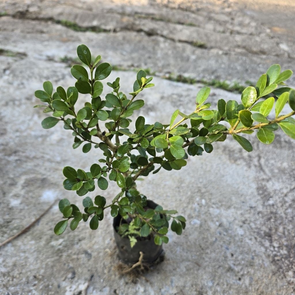 ต้น boxwood ไม้ประดับแต่งสวน เอาไปทำเป็นบอนไซได้ - รูปที่ 5