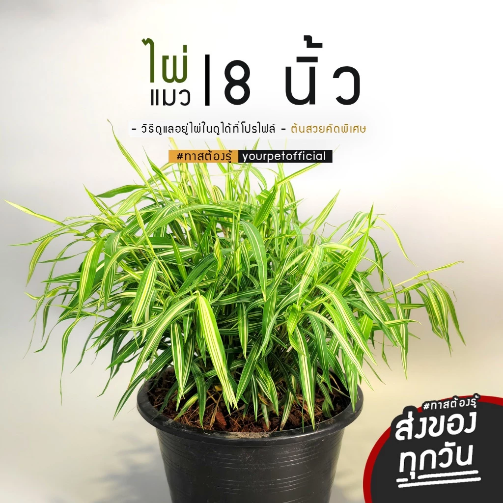 ไผ่แมว หญ้าแมว คัดสวย 8 นิ้ว แบบพร้อมทาน นำไปวางให้สัตว์เลี้ยงได้ทันที
