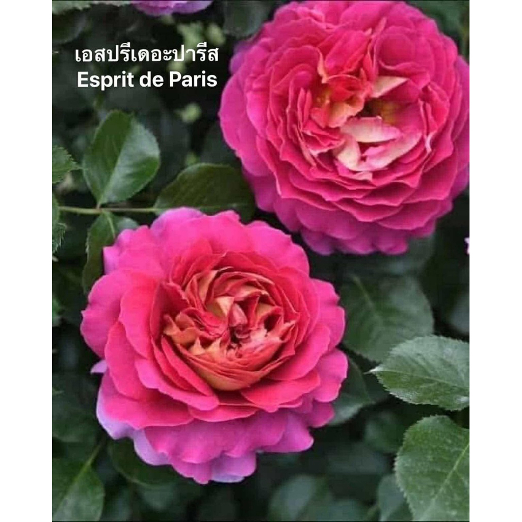 กุหลาบ-เอสปรีเดอะปารีส​ Esprit de Paris (กระถาง 12 นิ้ว)  สีชมพู หอมแรง กลิ่นผลไม้ เลี้ยงง่าย