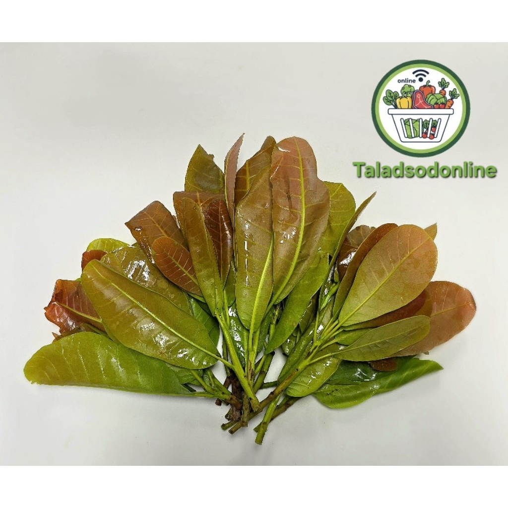 ใบมะม่วงหิมพานต์ สด สะอาด รับประกันคุณภาพ