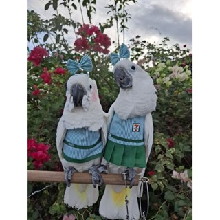 ชุดนกแก้ว พนักงานร้านสะดวกซื้อ เพื่อการสวมใส่ที่พอดี แจ้งสาย…