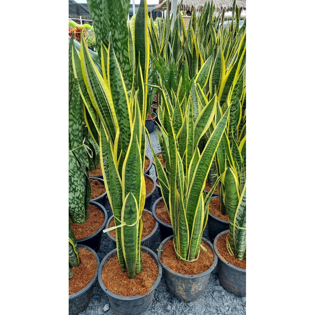 ต้นลิ้นมังกรไม้ฟอกอากาศ Snake plant (Sanseveria Laurentii) :  ลิ้นมังกร หรือ Belgian curtains ไม้ฟอกอากาศเลี้ยงง่าย