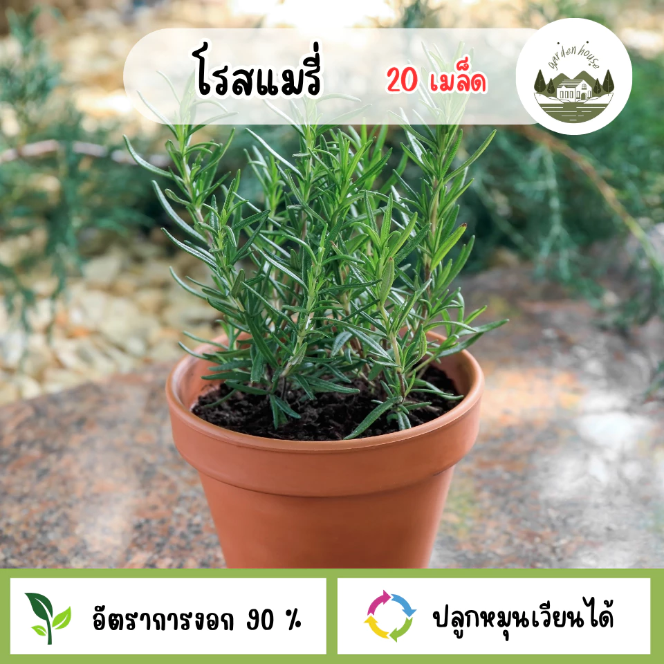 เมล็ดพันธุ์โรสแมรี่ 10 เมล็ด